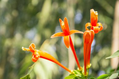 turuncu Pyrostegia venusta çiçeği, seçici odak