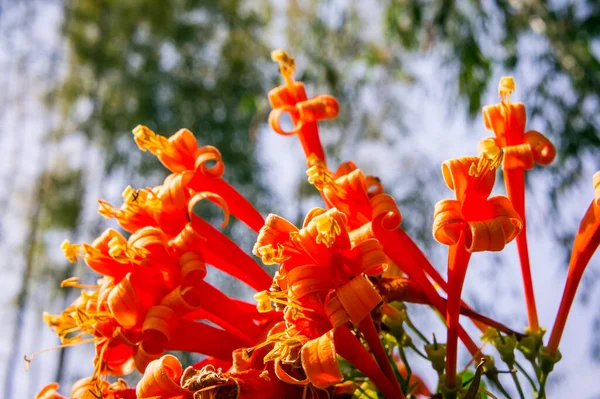 Fiore Arancio Pyrostegia Venusta Fuoco Selettivo — Foto Stock