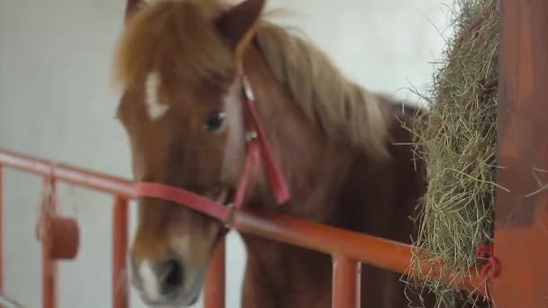 Playful Behavior Horse Stable — Stock Video