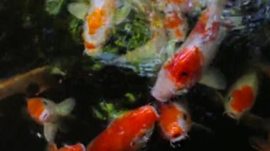 Renkli sazan balığı, koi balığı