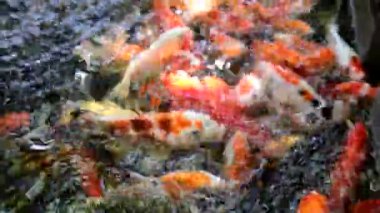 Renkli sazan balığı, koi balığı