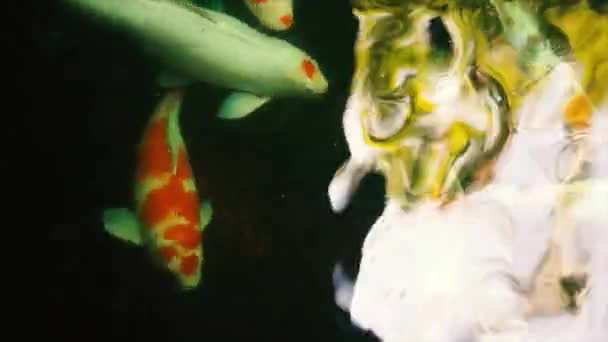Peixe Carpa Extravagante Colorido Peixe Koi — Vídeo de Stock