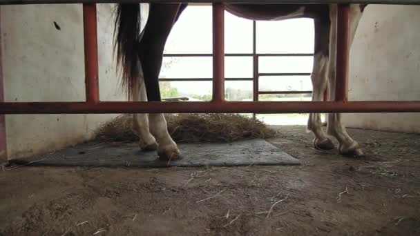 Een Bruin Paard Zijn Stal Staand Lopend Boerderij Zonnige Zomerdag — Stockvideo