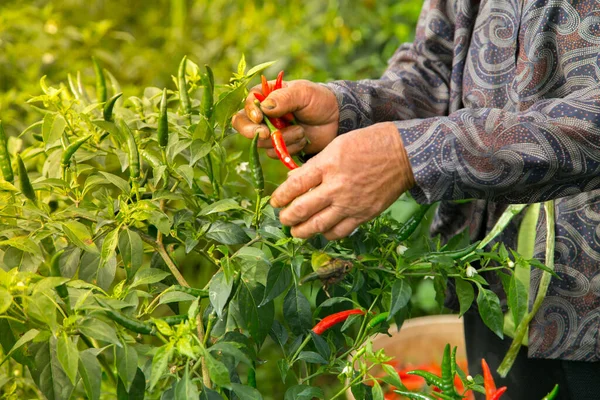 Red Chillies and Green Chillies Background,Selective focus