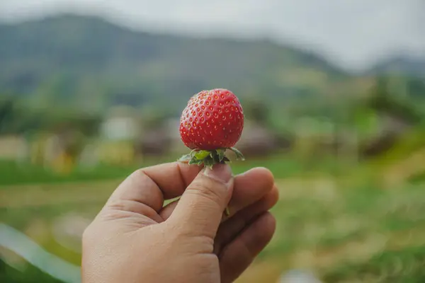 Fresh Strawberry Hand Fingers Keeping Fresh Strawberry — Stock Photo, Image
