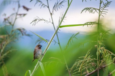Bir ağaç dalına tünemiş ev serçesi