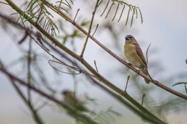 Bir ağaç dalına tünemiş ev serçesi