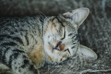 Güzel kedi yerde uzanıyor.
