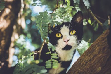 Güzel kedi yerde uzanıyor.