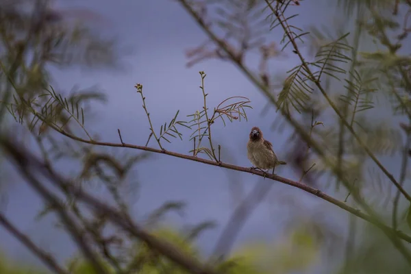 House Sparrow Perched Tree Branch — Stock Photo, Image