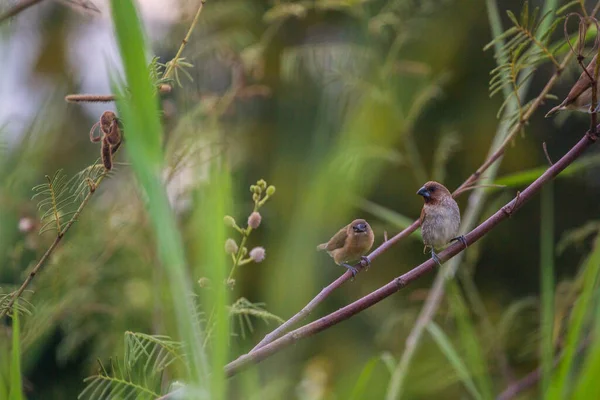 House Sparrow Perched Tree Branch — Stock Photo, Image