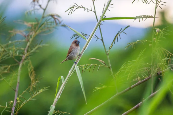 House Sparrow Perched Tree Branch — Stock Photo, Image