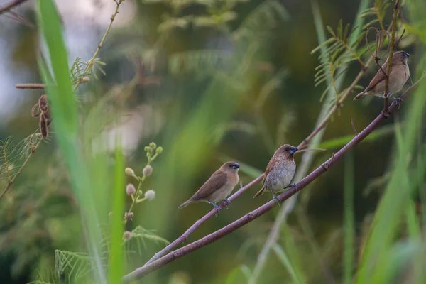 House Sparrow Perched Tree Branch — Stock Photo, Image