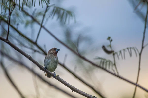 House Sparrow Perched Tree Branch — Stock Photo, Image