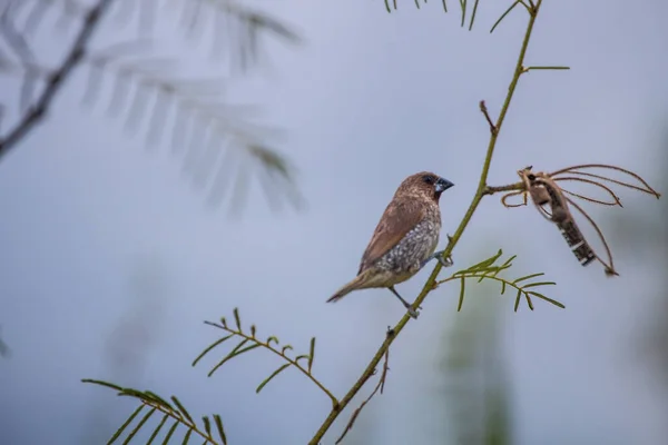 House Sparrow Perched Tree Branch — Stock Photo, Image