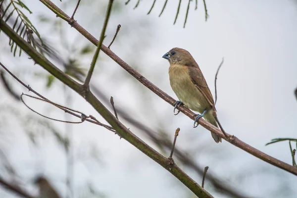 House Sparrow Perched Tree Branch — Stock Photo, Image