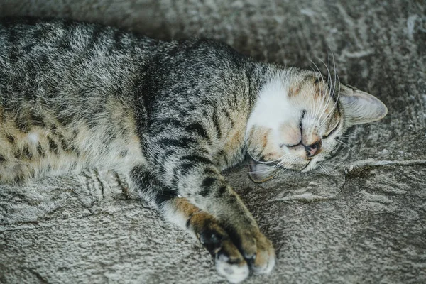 Schöne Katze Nahaufnahme Auf Dem Boden Liegend — Stockfoto