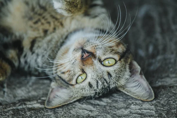 Schöne Katze Nahaufnahme Auf Dem Boden Liegend — Stockfoto