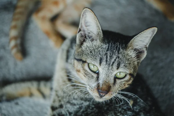 Katt Med Misstänksamt Uttryck — Stockfoto