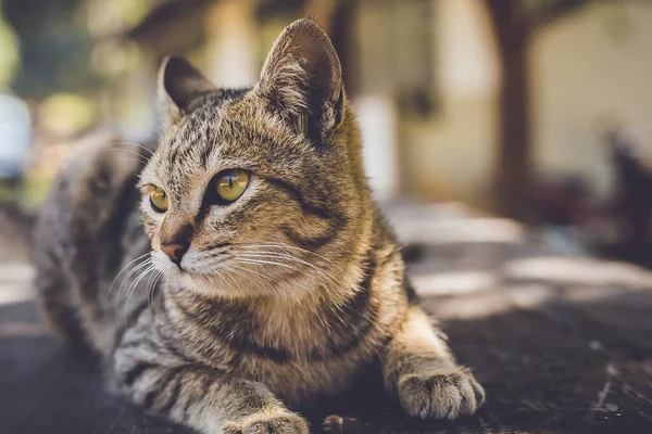 Schöne Katze Nahaufnahme Auf Dem Boden Liegend — Stockfoto
