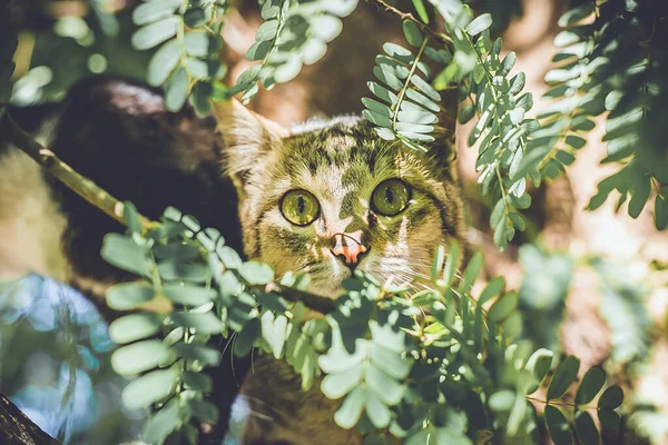 Schöne Katze Nahaufnahme Auf Dem Boden Liegend — Stockfoto