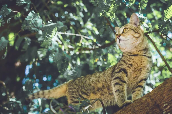 Vacker Katt Liggande Golvet Närbild — Stockfoto