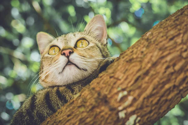 Vacker Katt Liggande Golvet Närbild — Stockfoto