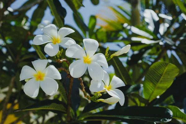 Frangipani Tropikalne Kwiaty Plumeria Kwiaty Świeże — Zdjęcie stockowe