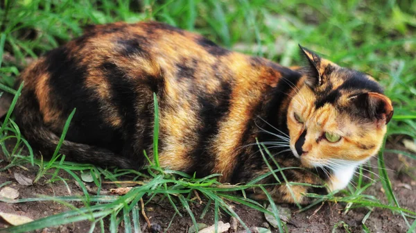 Katze Mit Verdächtiger Miene — Stockfoto