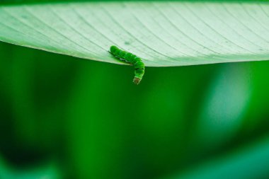 Yeşil yaprak ve küçük yeşil kelebek solucanı