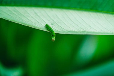 Yeşil yaprak ve küçük yeşil kelebek solucanı