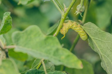 Tırtıllar ya da tırtıl larvaları. Tırtıllar yaprak yer.