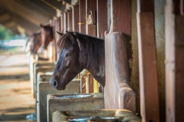 Yaşlı atın ahırındaki kutuda siyah at