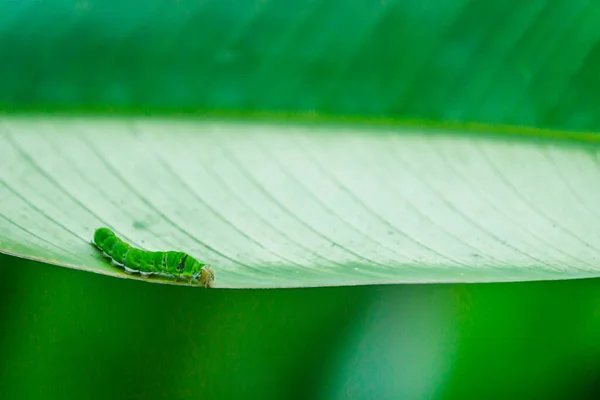 Green Leaf Small Green Worm Common Jay Butterfly — Stock Photo, Image