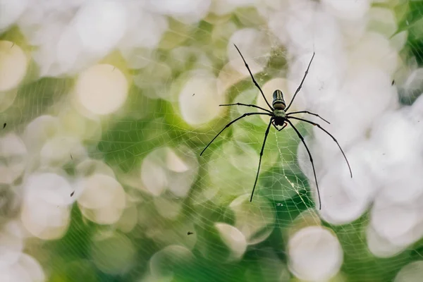 Araña Una Tela Araña Con Fondo Verde — Foto de Stock