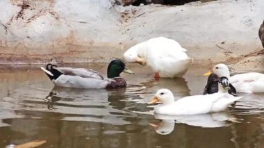Bir grup ördek yürüyor, organik bir çiftlikte yetiştiriliyor.