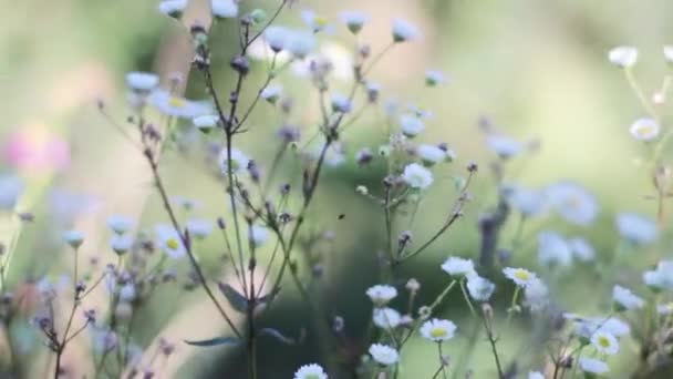 Camomille Dans Herbe Verte — Video