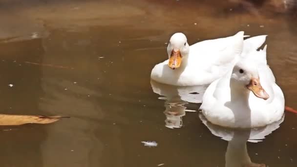 Grupo Patos Están Caminando Siendo Criados Fuera Una Granja Orgánica — Vídeo de stock
