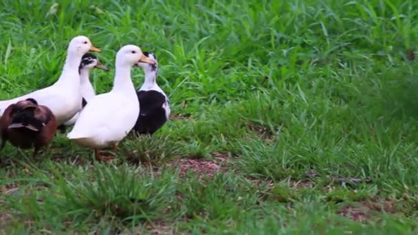 Grupo Patos Están Caminando Siendo Criados Fuera Una Granja Orgánica — Vídeo de stock