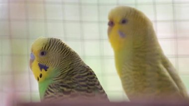 Kafesin içinde iki renkli papağan. Budgerigarlar