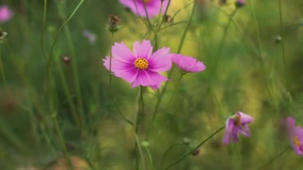Κόσμος Λουλούδι Filed Ροζ Λουλούδι Cosmos — Αρχείο Βίντεο