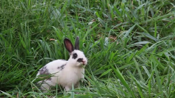 Blick Auf Junge Kaninchen Die Klee Essen — Stockvideo