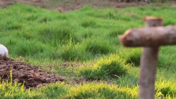 Blick Auf Junge Kaninchen Die Klee Essen — Stockvideo