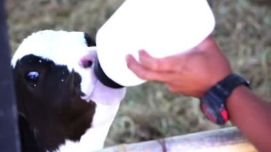 Çiftlikteki süt şişesinden beslenen küçük inek yavrusu