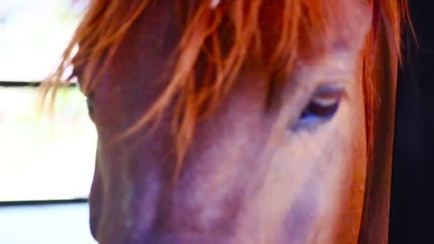 Красивый Каштановый Лошадиный Глаз Вблизи — стоковое видео