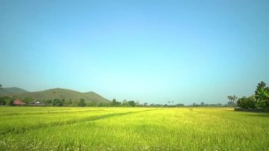 Güzel yeşil mısır tarlası ya da Asya 'daki mısır tarlası tarım hasadı günbatımında gökyüzü arka planında
