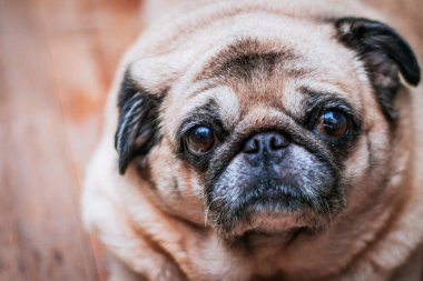 Köpek Pug Kameraya Bakıyor