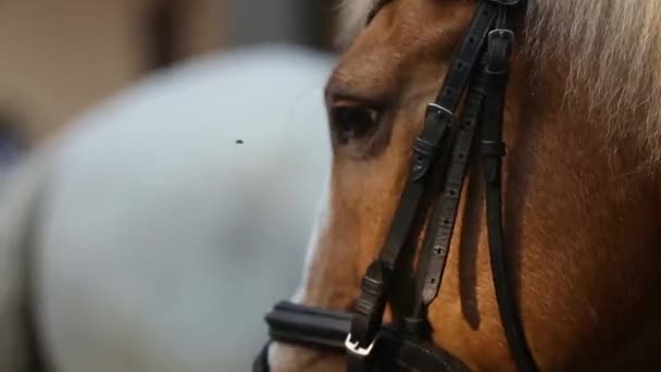 Närbild Porträtt Häst Vinst Och Omsorg Djur Koncept — Stockvideo