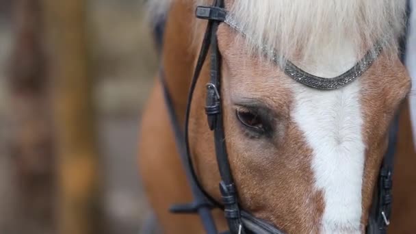 Portresi Şefkat Hayvanlarla Ilgilenme — Stok video
