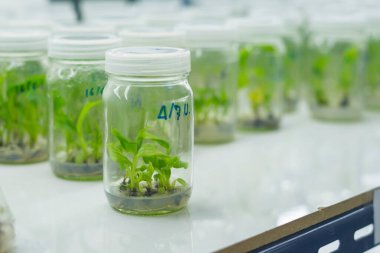 Araştırmacılar doku kültür odasındaki su bitkilerini inceliyorlar. Bitki dokusu kültürü steril koşullar altında bitki hücreleri yetiştirmek için kullanılan bir tekniktir.